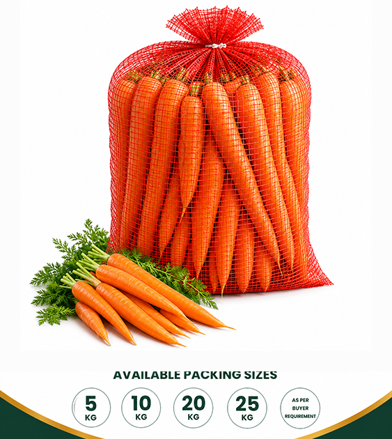 Fresh Carrot