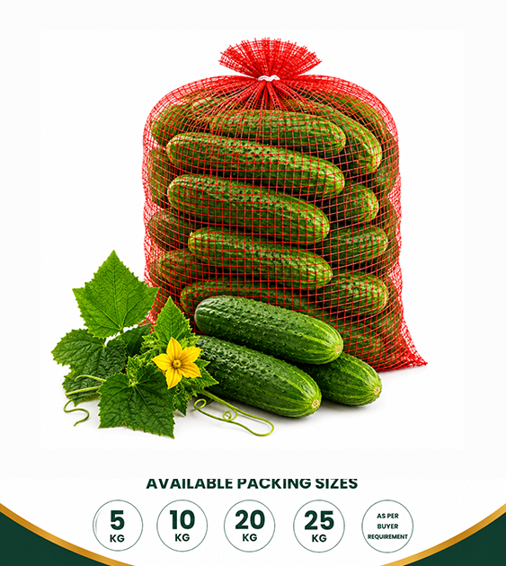 Fresh Cucumber