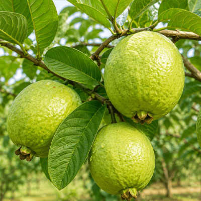 Lychee