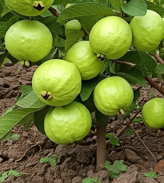 Fresh Guava