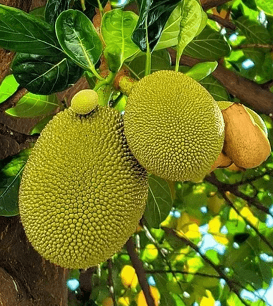 Fresh Jackfruit