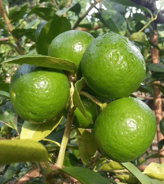 Fresh Lemon