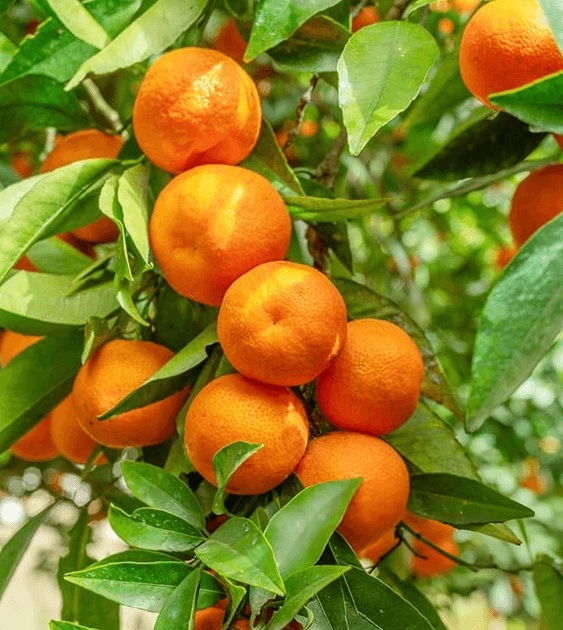 Fresh Orange