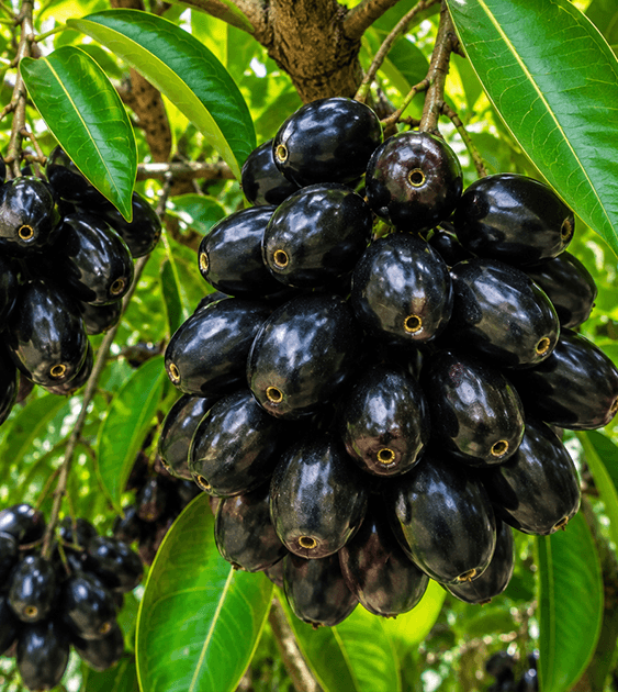Fresh Jamun